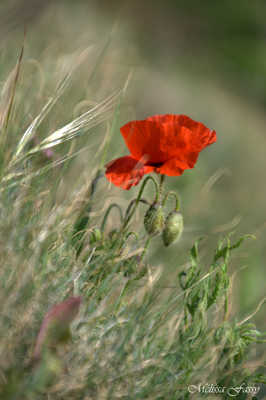 Coquelicot des dunes