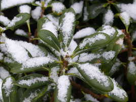Quelques flocons de neige saupoudrés ...