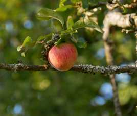 Madame Pomme sur sa branche