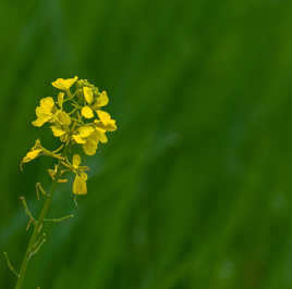 Une fleur égarée....