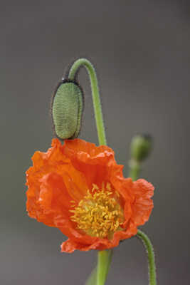 Petite fleur dévorée par le dinosaure