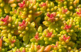 Fond écran végétal