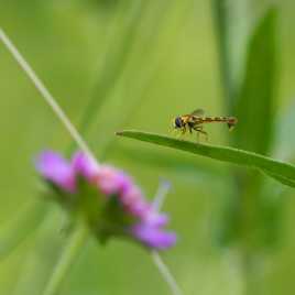 Mon plongeoir à nectar