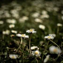 cherche idée traitement ??