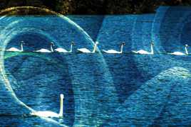 cygnes en pneu pluie