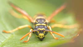 Tête à tête avec une guêpe