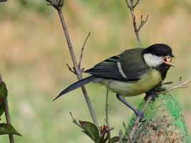 Mésange charbonnière