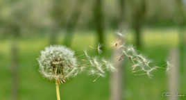 Souffler n'est pas joué