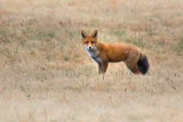 Maître Renard, par l'odeur alléché,