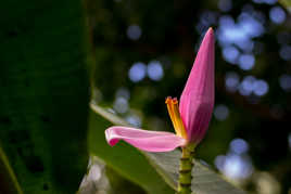 fleur de banane