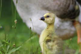 Je fais comme papa...
