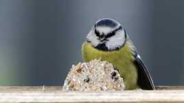 à moi le gros gâteau !