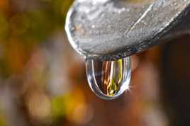 Les premières coulées d'eau d'érable