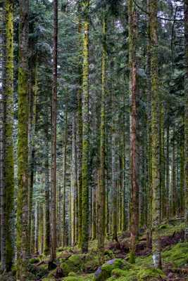 Promenons-nous dans les bois...