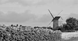 Moulin et Tournesols