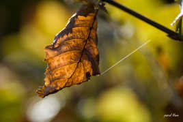 je ne tiens qu a un fil