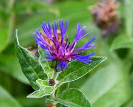 Bleuet tout simplement