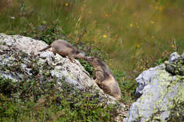 Le bisou des marmottes