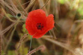 COQUELICOT