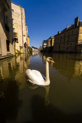 Cygne de ville