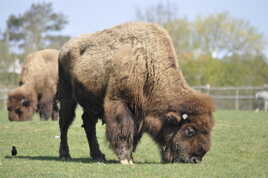 J'ai le poil tout doux