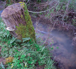 souche au bord de l eau