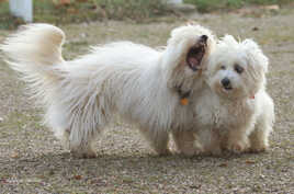 raffy et rocky