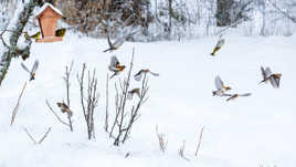 Egayez votre jardin ! l'envol !!