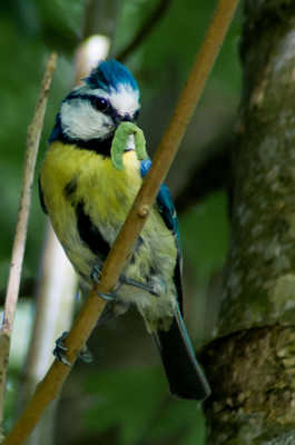 La mésange gourmande