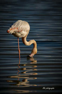 le flamant rose et son reflet