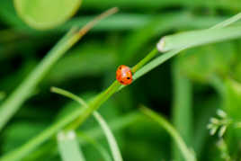 Coccinelle demoiselle bête à bon Dieu...