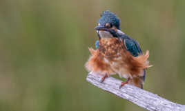 Martin pêcheur d'Europe