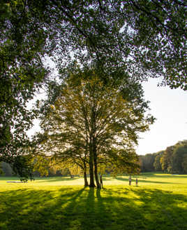 sa majesté l'arbre..