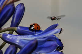 La coccinelle, le syrphe et la fourmie