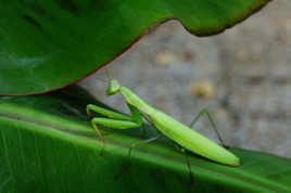 Encore ma Mante religieuse