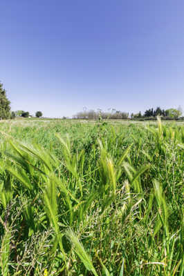 prairie de printemps