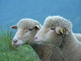 regard sur la montagne