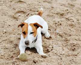 Galerie de Chiens : Ma baballe!