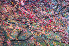 Textures Végétales