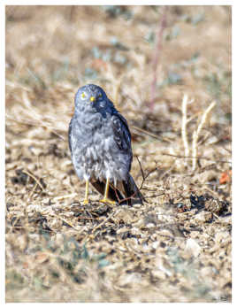 Busard cendré mâle