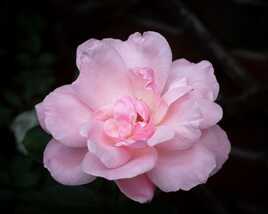 Rose 'Queen Elizabeth'