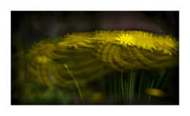 Printemps dans le vent