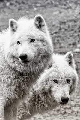 Loups arctique