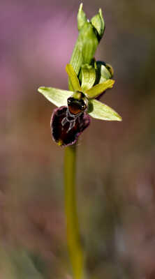 Ophrys araignée
