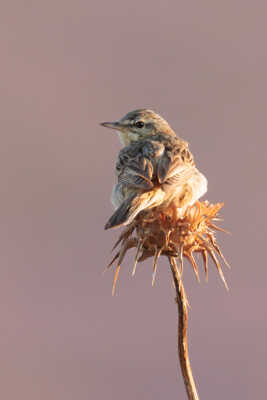 Pipit rousseline