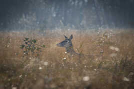 Biche au marais de Lavours