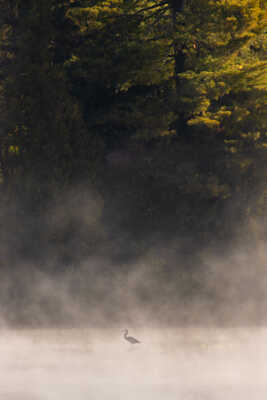 Aigrette dans la brume