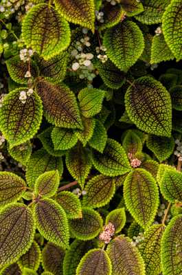 Tapisserie Végétale