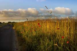 Jolies coquelicots