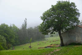 Campagne de Haute Provence.